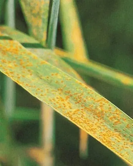 close-up detalhado de uma folha de uma planta, provavelmente de um cereal como trigo ou cevada, severamente