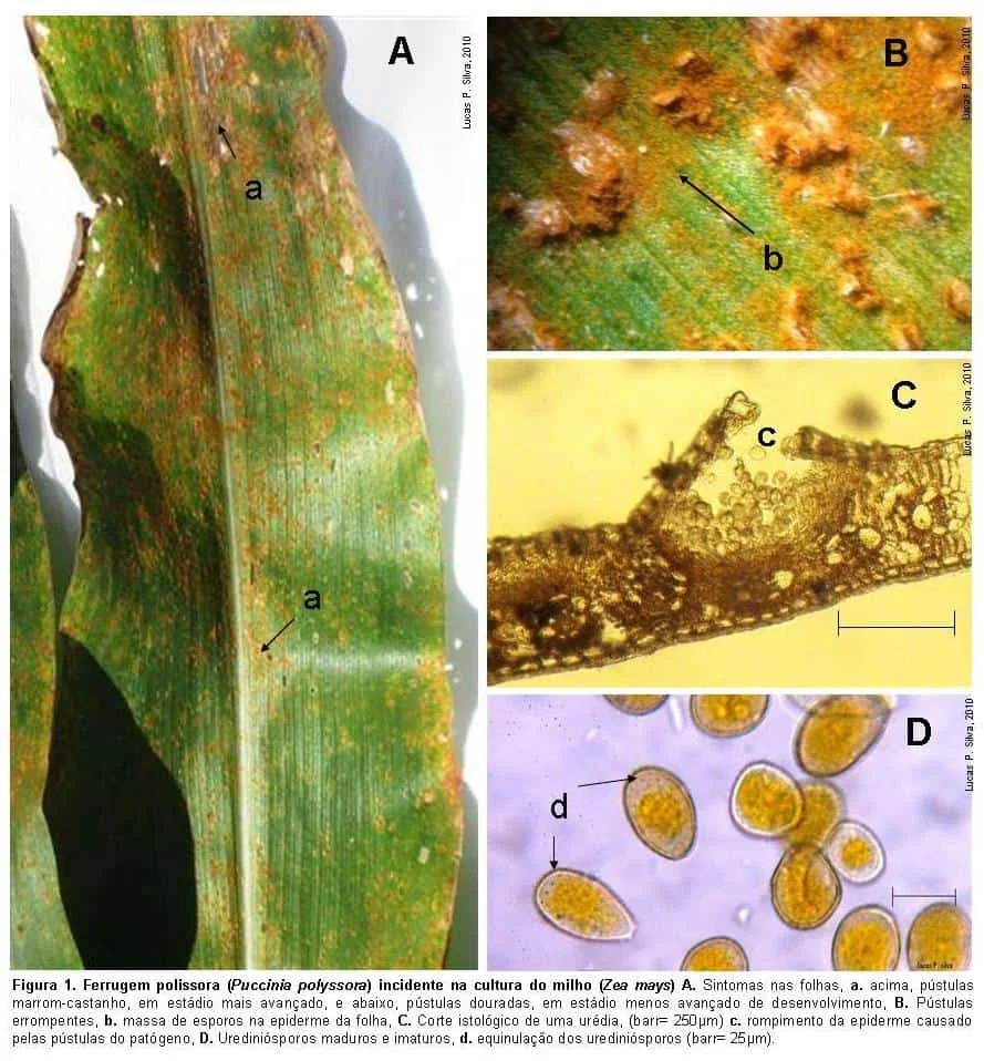 composição científica que ilustra detalhadamente a ferrugem polissora (Puccinia polysora), uma importante doen