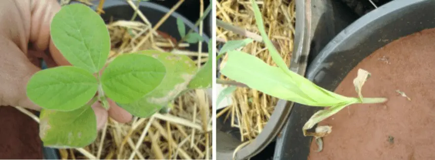 díptico que compara os efeitos de um estresse, provavelmente fitotoxicidade por herbicida, em duas culturas dis