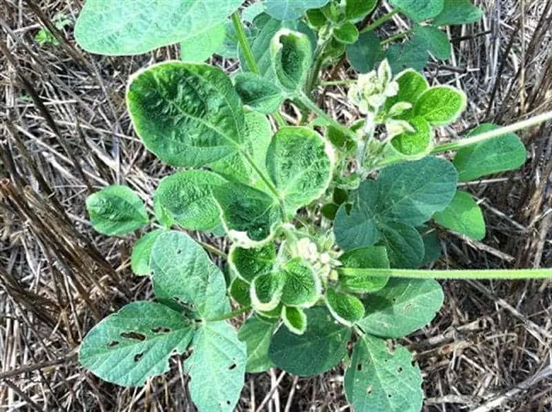planta jovem de soja em estágio vegetativo, crescendo sobre um solo coberto por palhada. A planta exibe c