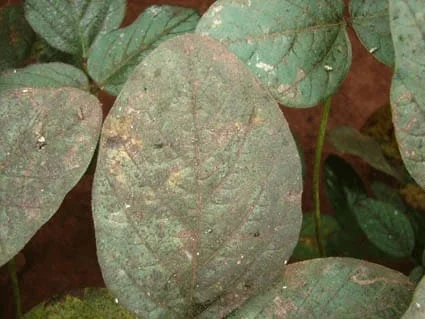 close-up de folhas de uma planta, provavelmente soja, severamente afetadas por fumagina. A superfície das f