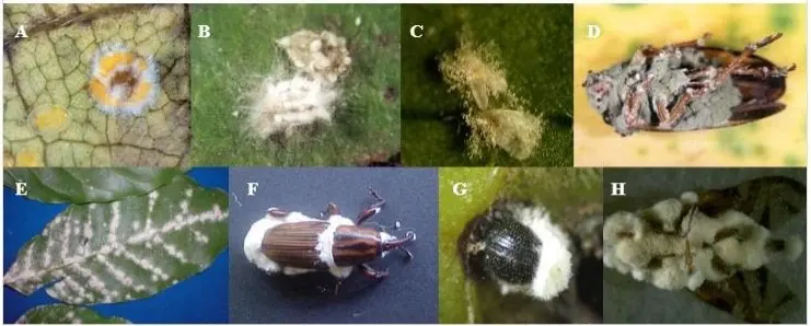 Esta imagem é uma composição de oito fotografias que ilustram a ação de fungos entomopatogênicos e fitopatogênicos no ambient