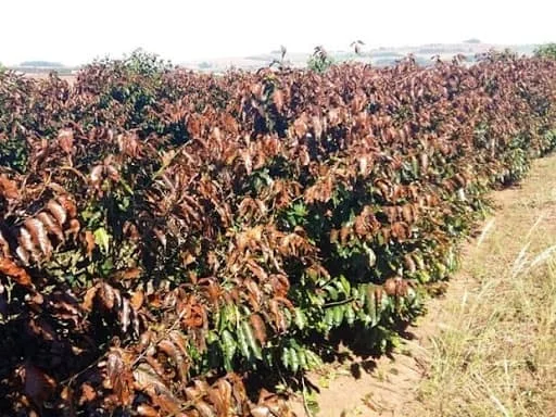 uma lavoura de café severamente danificada, provavelmente por uma geada. As fileiras de cafeeiros se estendem