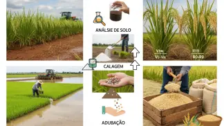 Manejo Nutricional Do Arroz