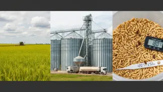 Secagem De Arroz