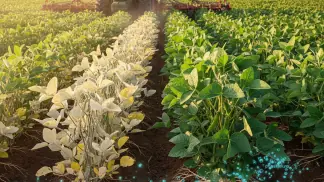 Nutrição De Plantas