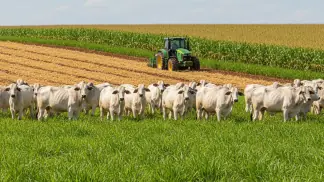 Formação De Pastagem