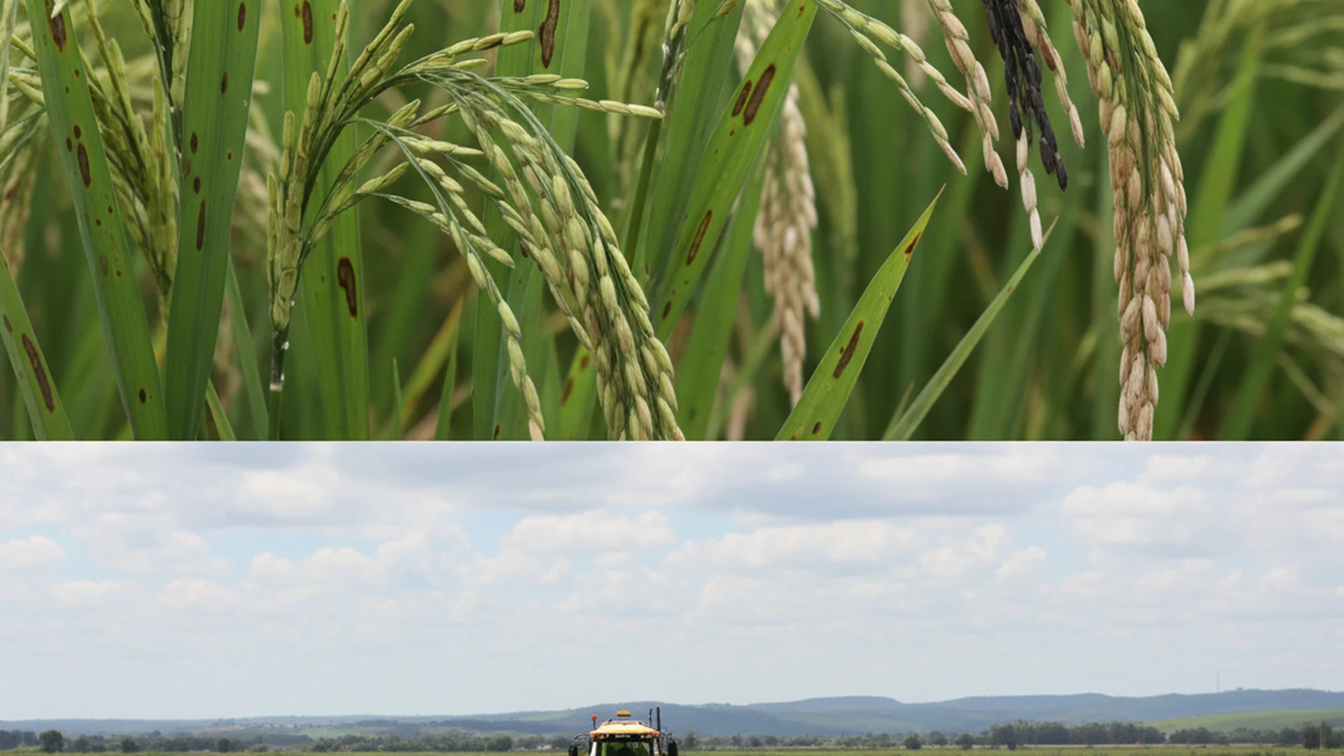 Brusone no Arroz: Guia Completo para Identificar, Prevenir e Controlar
