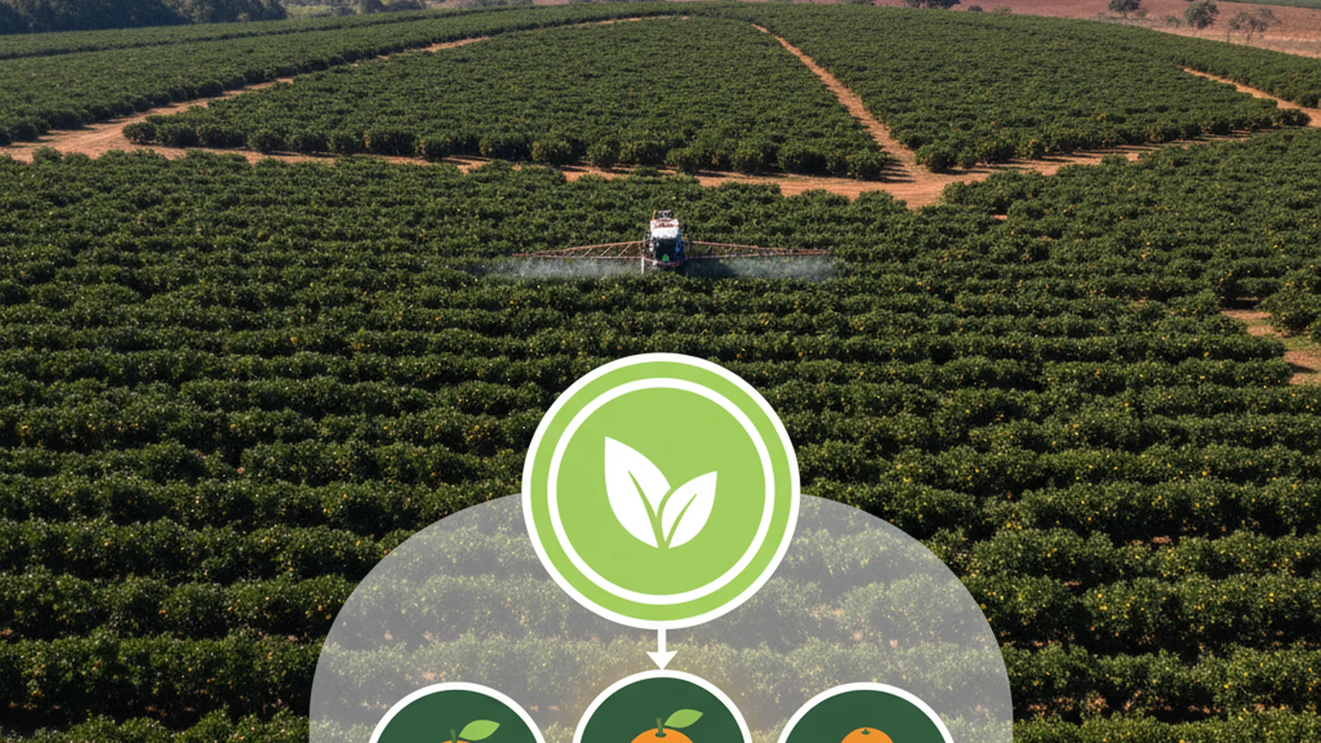 Citros e Citrus: Entenda a Diferença e a Importância para o Seu Pomar