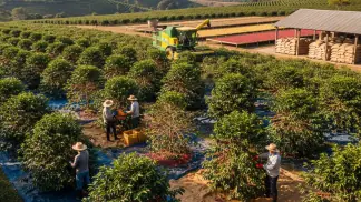 Colheita De Café