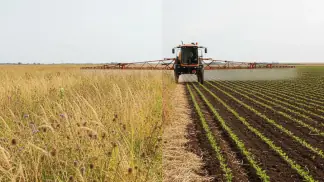 Dessecação Pré-Plantio
