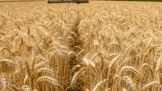 Giberela No Trigo