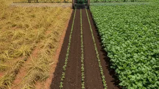 Plantas Daninhas Resistentes