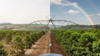 Manejo De Irrigação