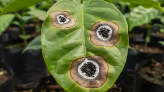 Manejo-De-Doencas