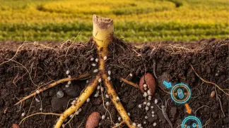 Manejo De Nematoides