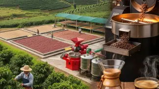 Processamento De Café