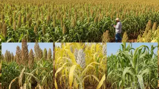 Cultura Do Sorgo