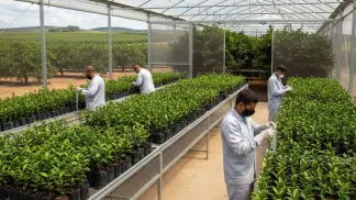 Porta-Enxertos Para Citros