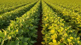 Nutrição De Plantas