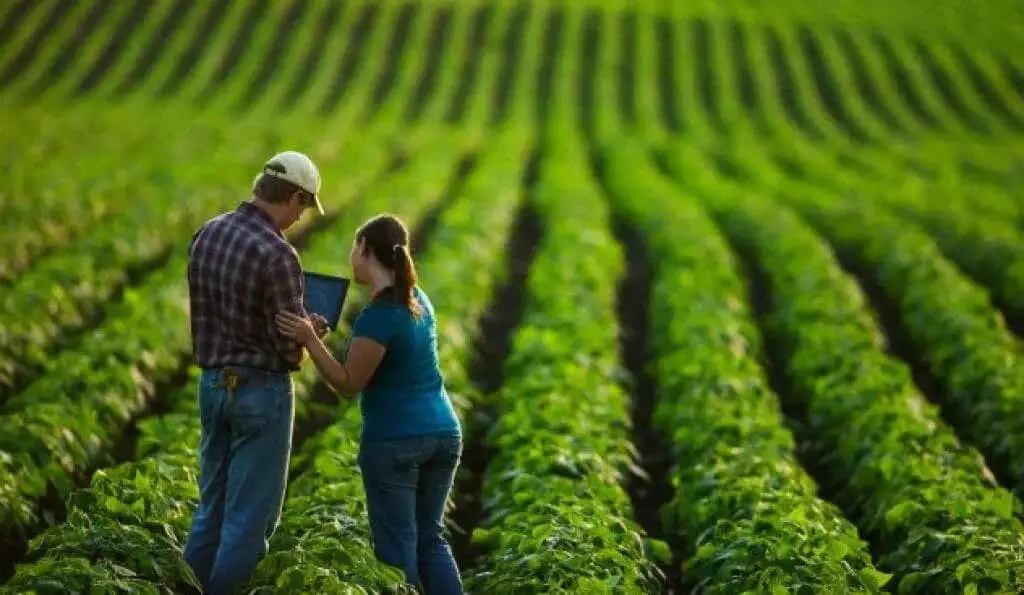 casal de agricultores ou engenheiros agrônomos, um homem e uma mulher, em meio a uma extensa lavoura de c