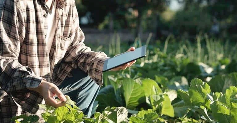 agricultor ou agrônomo agachado em meio a uma plantação de hortaliças de folhas verdes, como couve ou rep