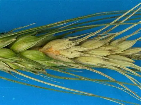 close-up detalhado de uma espiga de trigo afetada por uma doença, provavelmente a Giberela (Fusarium gramin