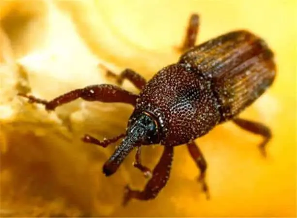 uma fotografia macro de um gorgulho, provavelmente o gorgulho-do-milho (Sitophilus zeamais), uma praga comum e