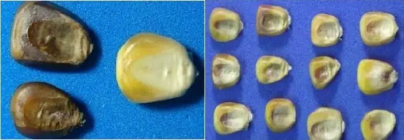 composição de duas fotos que exibem grãos de milho sobre um fundo azul, destacando a diferença entre grãos sad