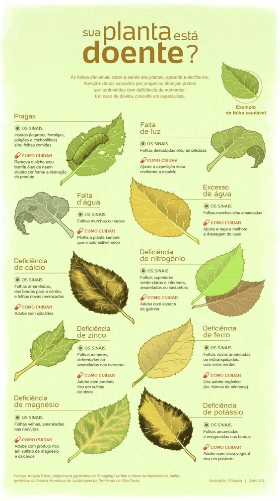 Este é um infográfico educacional em português intitulado ‘Sua planta está doente?’. Ele serve como um guia visual para ajuda