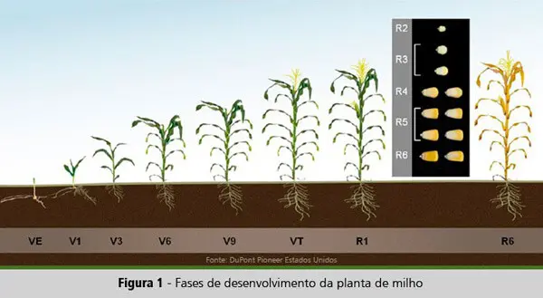 infográfico educacional que ilustra as diferentes fases de desenvolvimento da planta de milho, desde a emergênc