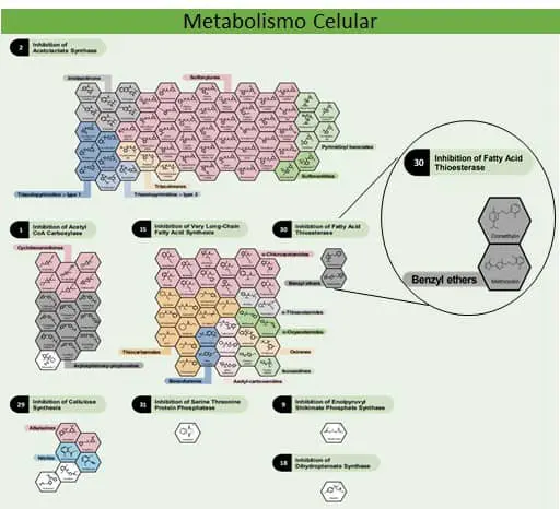 infográfico técnico e detalhado intitulado ‘Metabolismo Celular’. Ela ilustra a classificação de herbicidas com