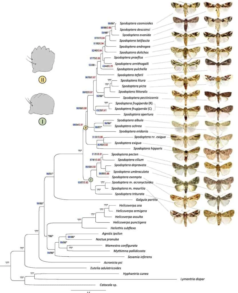 uma árvore filogenética, também conhecida como cladograma, que ilustra as relações evolutivas entre diversas e