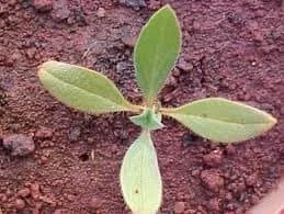close-up, visto de cima, de uma plântula recém-germinada em solo de cor avermelhada, típico de latossolos b