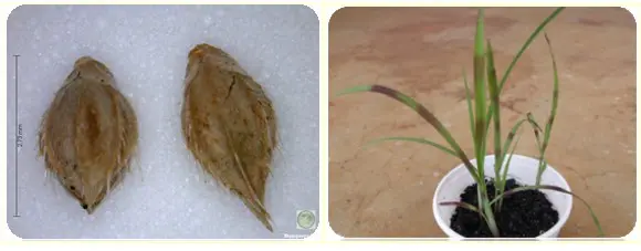 composição de duas fotografias que ilustram estágios de uma planta daninha. À esquerda, um close-up mostra dua