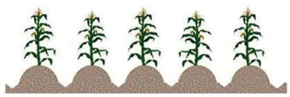 uma ilustração esquemática de cinco pés de milho plantados em uma fileira uniforme. Cada planta está posiciona