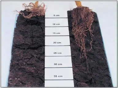 uma comparação visual direta entre dois perfis de solo com sistemas radiculares de plantas. No lado esquerdo,