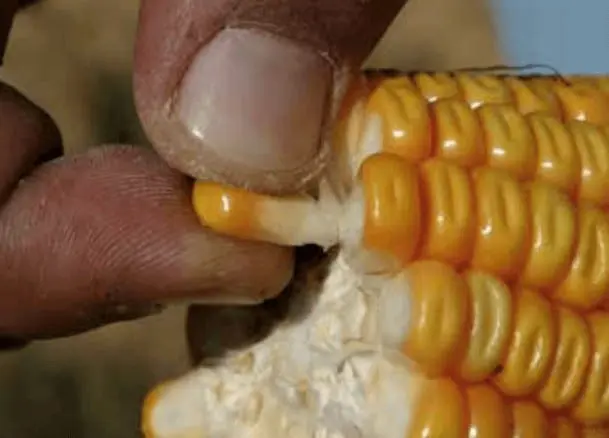 close-up extremo da mão de um agricultor inspecionando uma espiga de milho. Com o polegar e o indicador, e