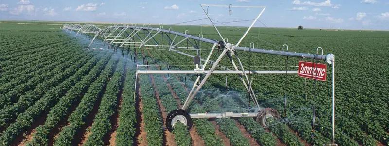uma ampla lavoura de algodão, com as plantas verdes e saudáveis dispostas em fileiras perfeitamente alinhadas