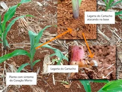 composição fotográfica informativa que ilustra os danos causados pela lagarta-do-cartucho (Spodoptera frugiper