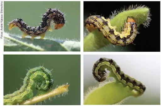 Esta imagem é uma composição de quatro fotografias macro que exibem a lagarta-falsa-medideira (provavelmente *Chrysodeixis in