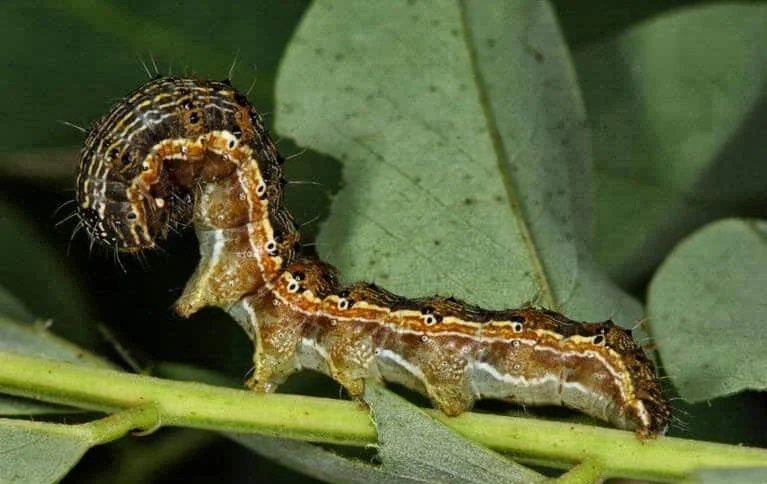 uma fotografia macro de alta qualidade de uma lagarta, provavelmente a lagarta-falsa-medideira (Chrysodeixis i