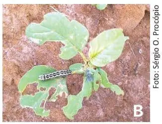 close-up de uma planta jovem, em estágio inicial de desenvolvimento, crescendo em solo de cor avermelhada.