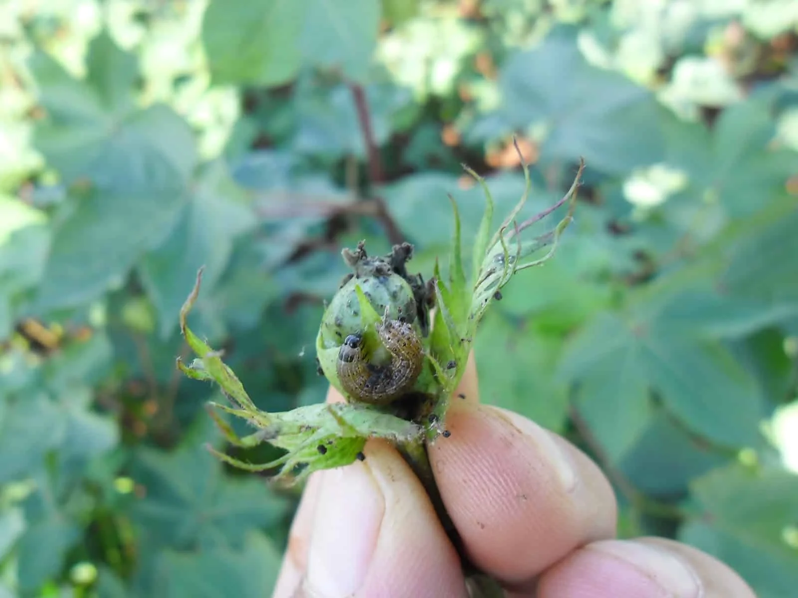 close-up da mão de um agricultor ou agrônomo inspecionando uma maçã de algodão ainda em formação. No centro