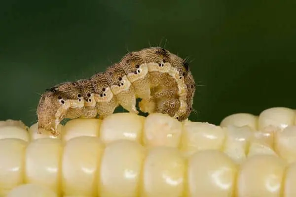 Fotografia macro de uma lagarta, possivelmente a lagarta-do-cartucho (Spodoptera frugiperda) ou a lagarta-da-espiga (Helicove