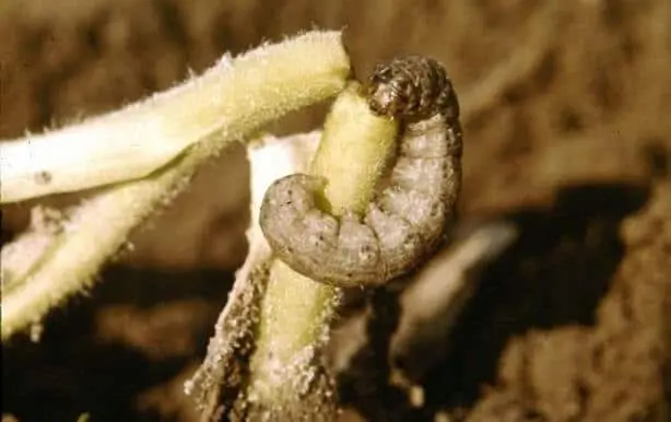 uma fotografia em close-up de uma lagarta, provavelmente uma lagarta-rosca (gênero Agrotis), atacando o caule