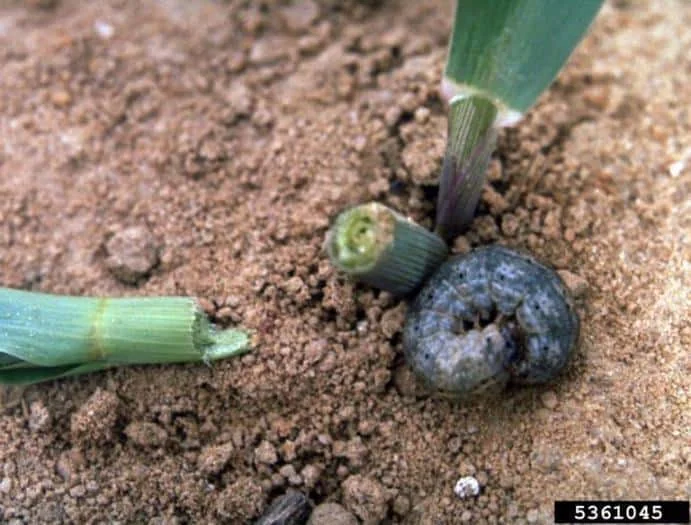 close-up de uma lagarta-rosca (provavelmente do gênero Agrotis) no solo, ao lado de uma plântula que foi da