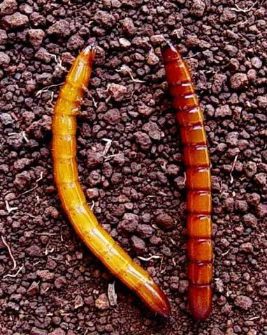 close-up de duas larvas-arame (gênero Agriotes, família Elateridae) sobre um solo escuro e granulado. Uma l