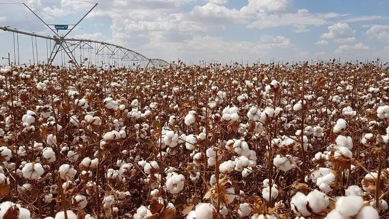 uma vasta lavoura de algodão em ponto de colheita. Em primeiro plano, os pés de algodão estão carregados com c