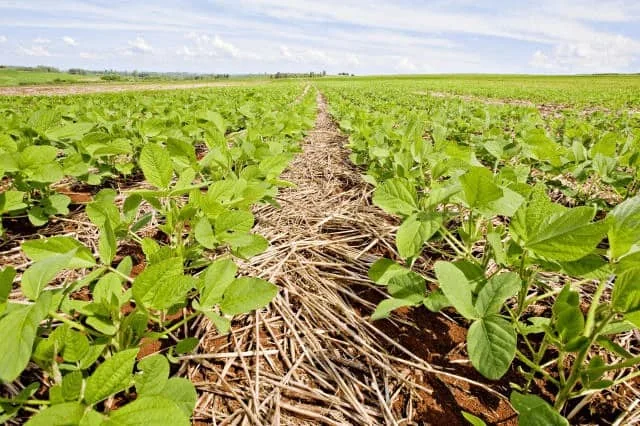 uma lavoura de soja em estágio inicial de desenvolvimento, vista de um ângulo baixo e próximo ao solo. As jove
